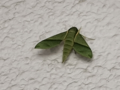 Xylophanes tyndarus