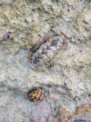 Acanthopleura granulata