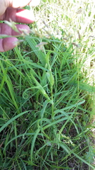 Tragopogon orientalis