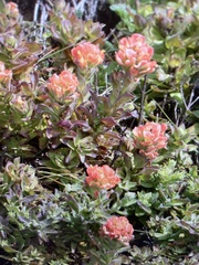 Castilleja latifolia