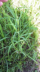 Tragopogon orientalis