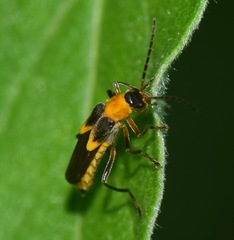 Belotus