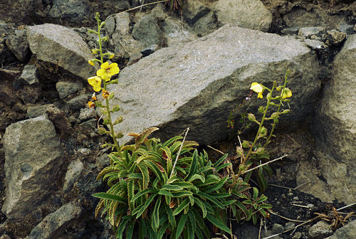 Verbascum cystolithicum image