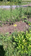 Tragopogon orientalis