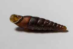 Clausilia
