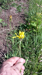 Tragopogon orientalis