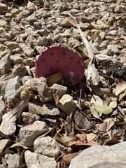 Opuntia azurea