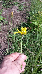 Tragopogon orientalis