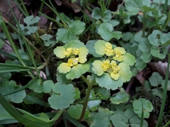Chrysosplenium oppositifolium