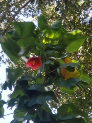 Thespesia grandiflora