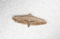 Araeopteron canescens