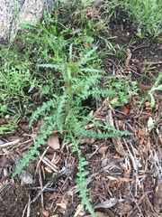 Pedicularis densiflora