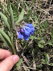 Mertensia oblongifolia