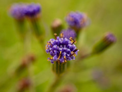 Senecio rhyncholaenus