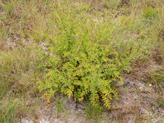 Senecio rhyncholaenus