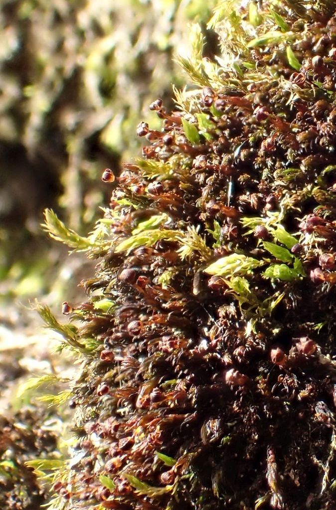 (Andreaea) - Botanical Realm