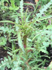 Pedicularis densiflora