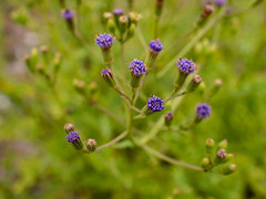 Senecio rhyncholaenus