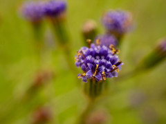 Senecio rhyncholaenus