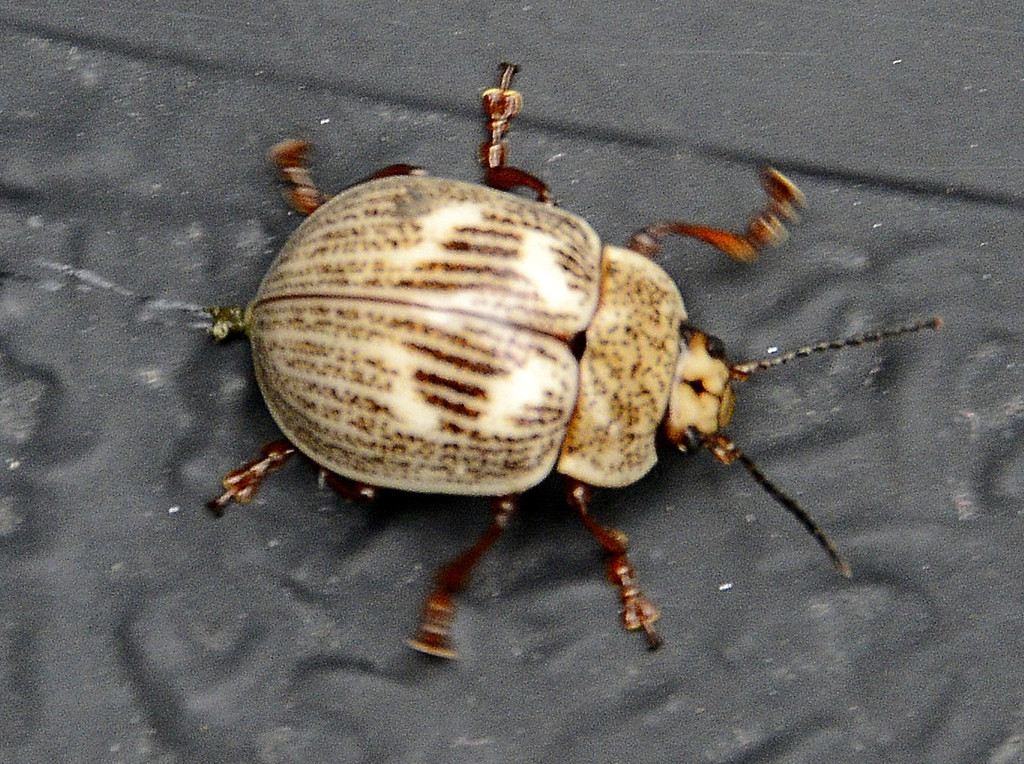 Doryphora geminepunctata
