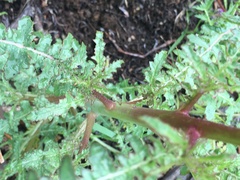 Pedicularis densiflora