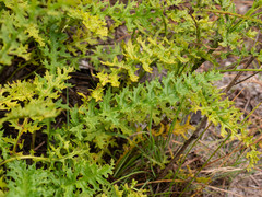 Senecio rhyncholaenus