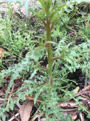 Pedicularis densiflora
