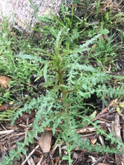 Pedicularis densiflora