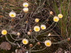 Helichrysum argyrolepis