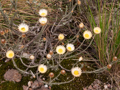 Helichrysum argyrolepis