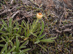Helichrysum swynnertonii