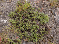 Helichrysum swynnertonii