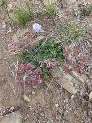 Lomatium lucidum