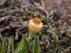 Helichrysum swynnertonii