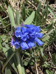Mertensia oblongifolia