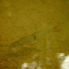 Hampala macrolepidota