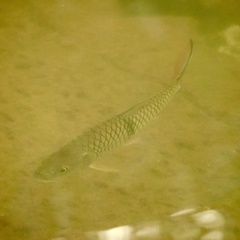 Hampala macrolepidota