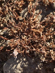 Plagiobothrys humistratus