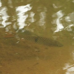 Hampala macrolepidota