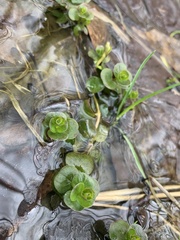 Chrysosplenium americanum