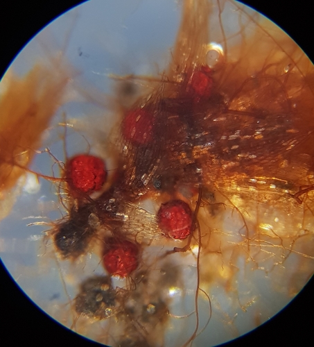 Image of Bryum radiculosum by (c) Helen Waterman, some rights reserved (CC BY)