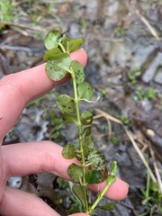 Chrysosplenium americanum