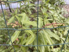 Pieris japonica
