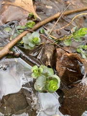 Chrysosplenium americanum