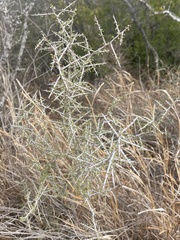 Condalia spathulata