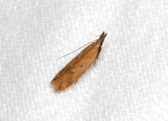 Dichomeris acuminatus