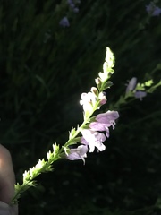 Physostegia intermedia