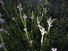 Physostegia intermedia