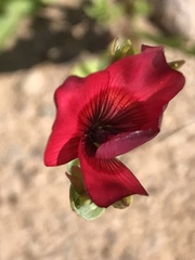Linum grandiflorum