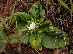 Crabbea ovalifolia